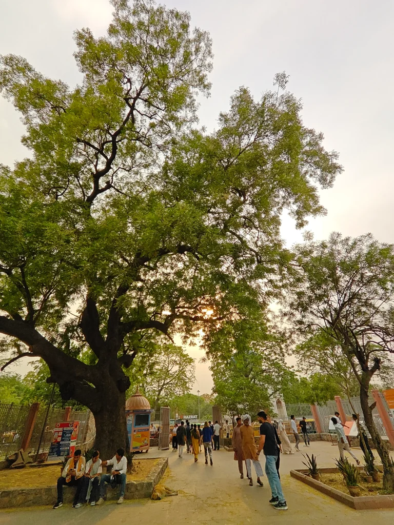 OnePlus Nord 5 Camera Sample