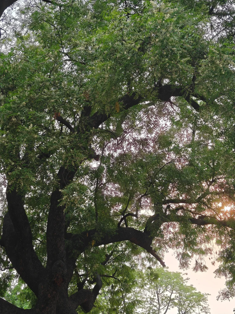OnePlus Nord 5 Camera Sample