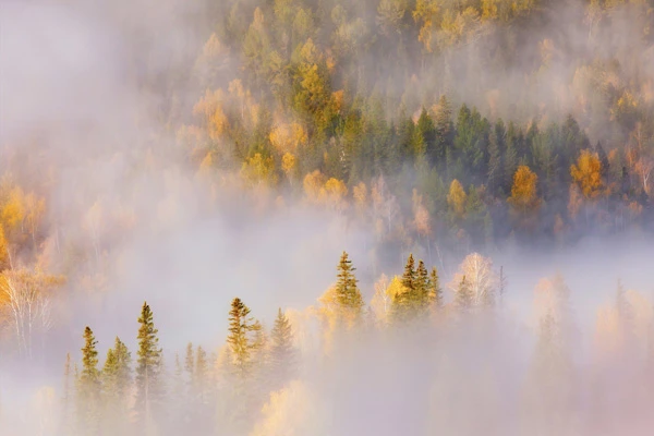 Honor MagicBook Pro 2026 wallpapers